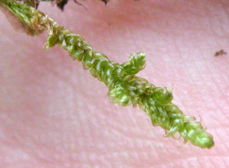 Muschi su muretto a secco